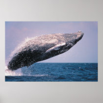 ザトウクジラの破ること