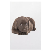 チョコレートラブラドルのかわいい子犬 パーソナライズレター用品