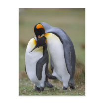 ペンギン