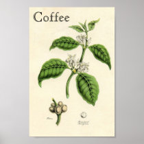 ヴィンテージのコーヒー植物