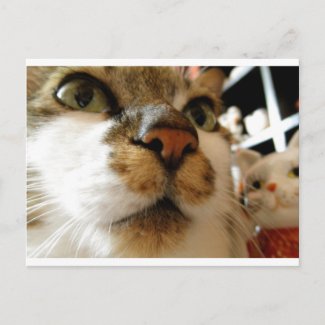招き猫とセイ postcard