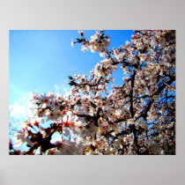 日光の花
