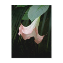 木の花の郵便はがき