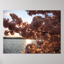 桜、ワシントンD.C.、CのD.C. Huge Print