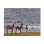 海による3頭の野生のろば