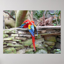 深紅のコンゴウインコ ポスター