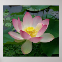 神聖なはすの花のハス科Nucifera プリント