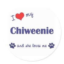 私は愛します私のChiweenie (メス犬)を