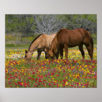 野生の花の分野のクォーター馬はCueroに近づきます