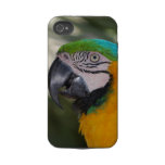 青及び金のコンゴウインコのオウムのiPhone 4の場合