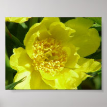黄色い木のシャクヤク(Paeonia Lutea)