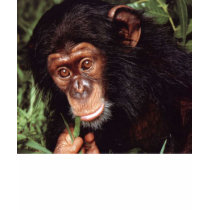 Chimpansee