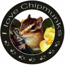 chipmunk , Squirrel ,  photo 写真の切り取り