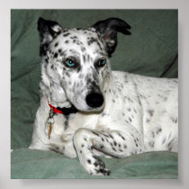 Dalmation ポスター