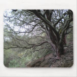 Gilroy Hot Springs - manzanitaの木- mousepad