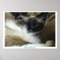 KENJI SU - BIRMAN - RAGDOLL CATの写真ポスター