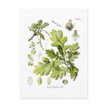 Quercusのpedunculata: SYN。Q robur。 (英国のカシ)