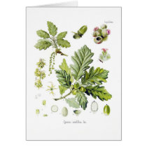 Quercusのsessiliflora (Sessileカシ)
