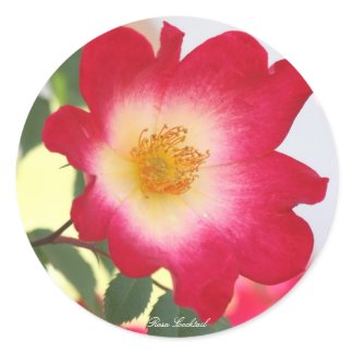 Rosa Cocktail Classic Round Sticker