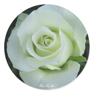 Rosa‘Ryokko’(=Green light)緑光 Classic Round Sticker