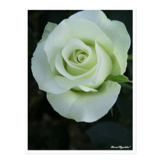 Rosa‘Ryokko’(=Green light):Postcard