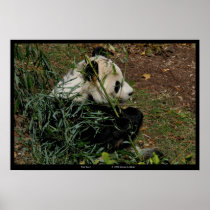 "Tian Tian 4"ジャイアントパンダの自然の写真動物