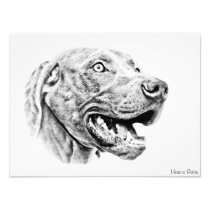 WEIMARANER