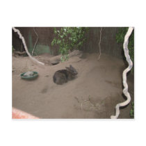 Wombat