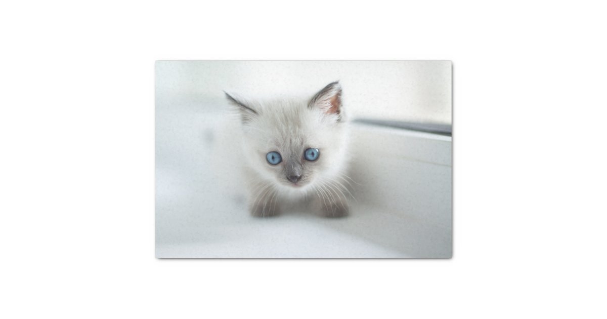 あなたへの憧れ 青い目失ったをした白い子猫 薄葉紙 Zazzle Co Jp