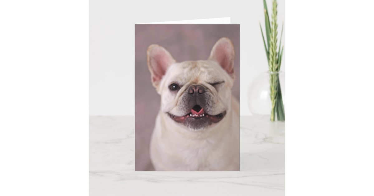 おもしろいなまばたき犬フレンチ ブルドッグ カード Zazzle Co Jp