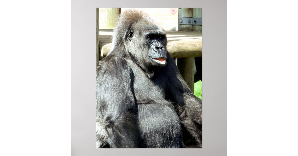 おもしろいなゴリラ ポスター Zazzle Co Jp