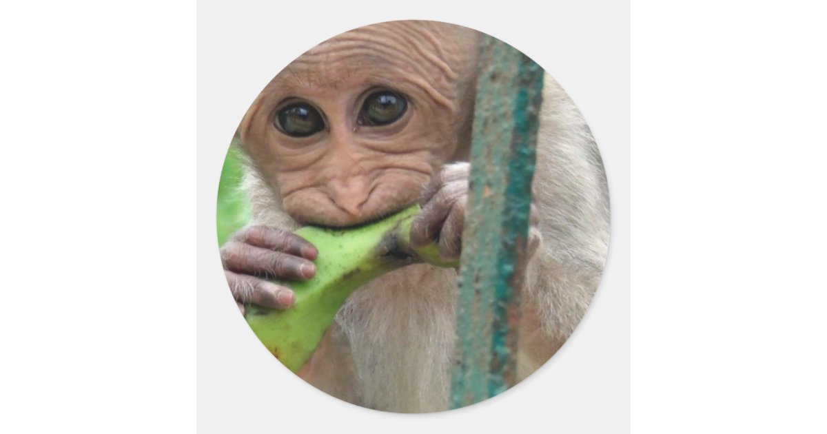 おもしろいな猿の写真のステッカー ラウンドシール Zazzle Co Jp