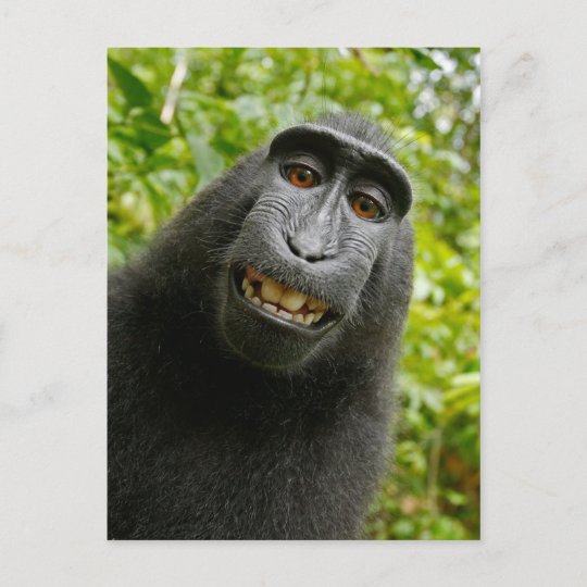 おもしろいな頂点に達された猿微笑のselfie ポストカード Zazzle Co Jp