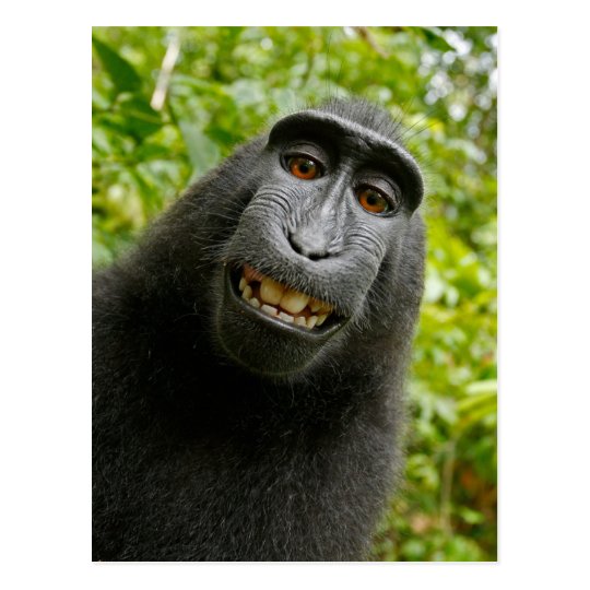 おもしろいな頂点に達された猿微笑のselfie ポストカード Zazzle Co Jp