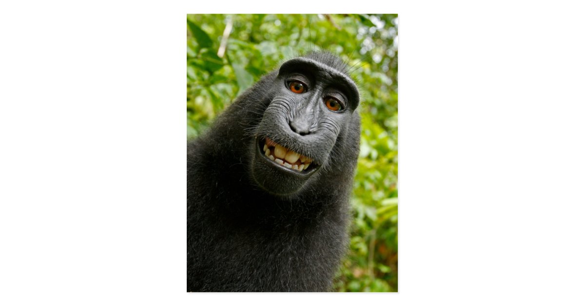 おもしろいな頂点に達された猿微笑のselfie ポストカード Zazzle Co Jp おもしろいな頂点に達された猿微笑のselfie ポストカード Zazzle Co Jp