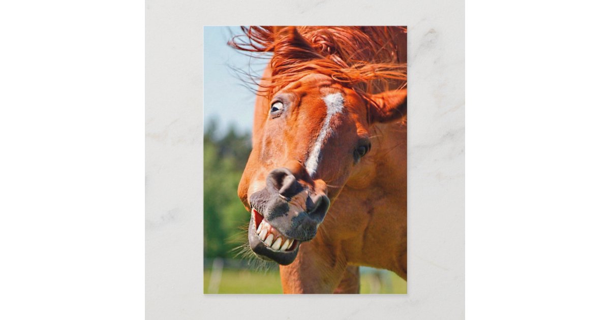 おもしろいな馬の笑う写真 ポストカード Zazzle Co Jp おもしろいな馬の笑う写真 ポストカード Zazzle Co Jp