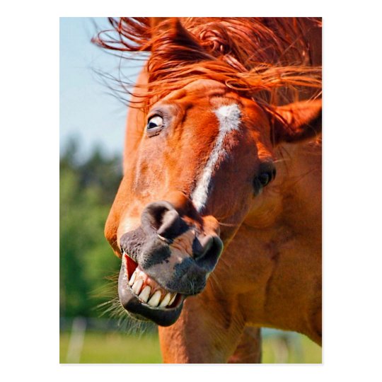 おもしろいな馬の笑う写真 ポストカード Zazzle Co Jp