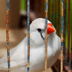 50 可愛い 鳥 ペット 最高の動物画像