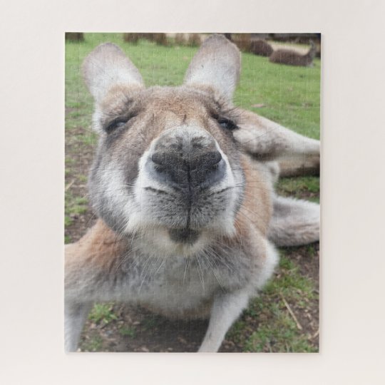 かわいいおもしろい顔カンガルー教育動物写真 ジグソーパズル Zazzle Co Jp