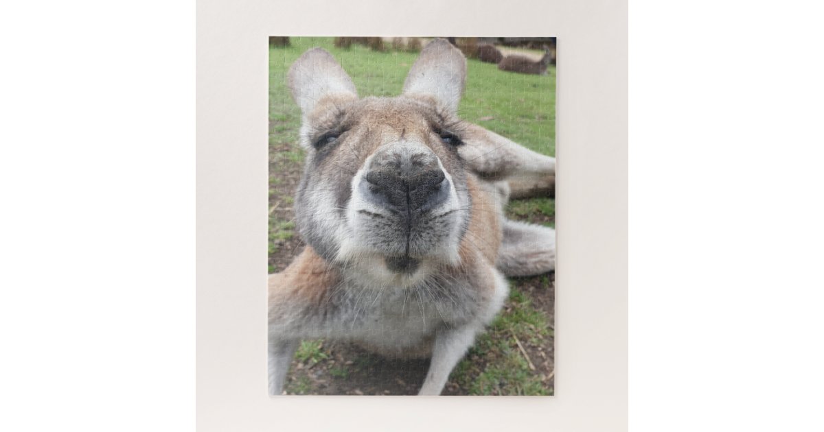かわいいおもしろい顔カンガルー教育動物写真 ジグソーパズル Zazzle Co Jp