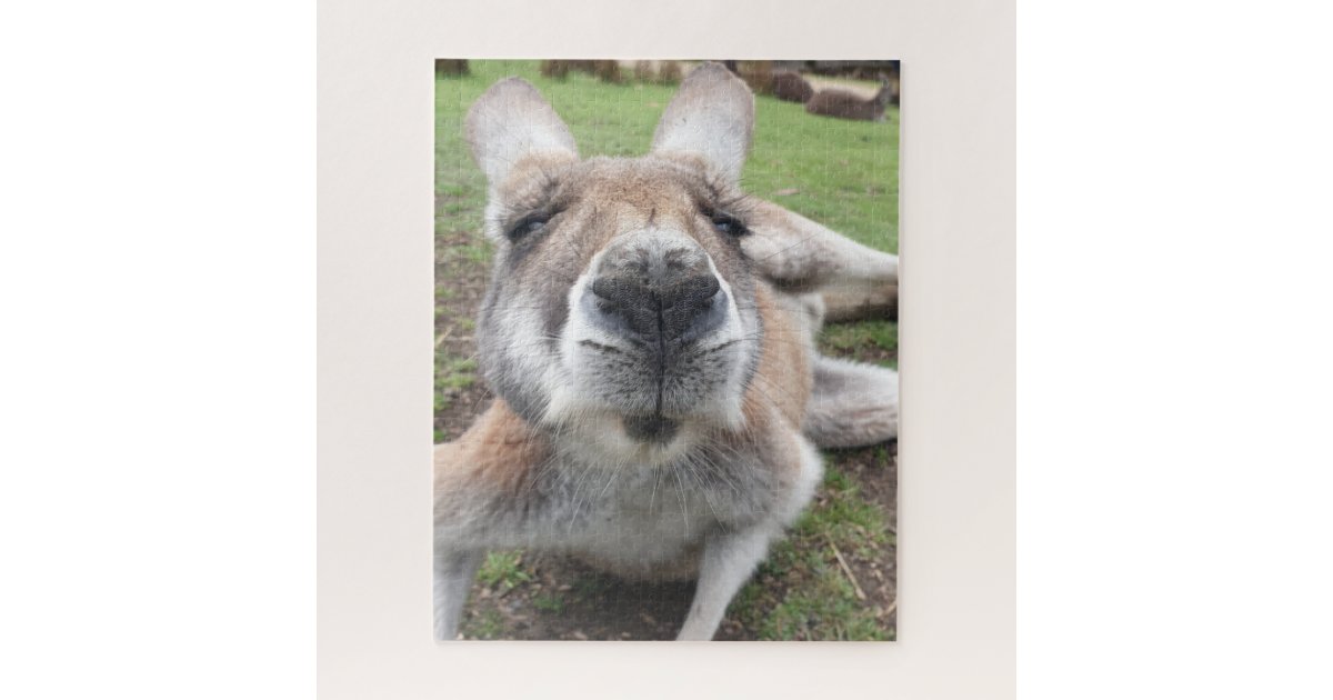 かわいいおもしろい顔カンガルー教育動物写真 ジグソーパズル Zazzle Co Jp かわいいおもしろい顔カンガルー教育動物写真 ジグソーパズル Zazzle Co Jp