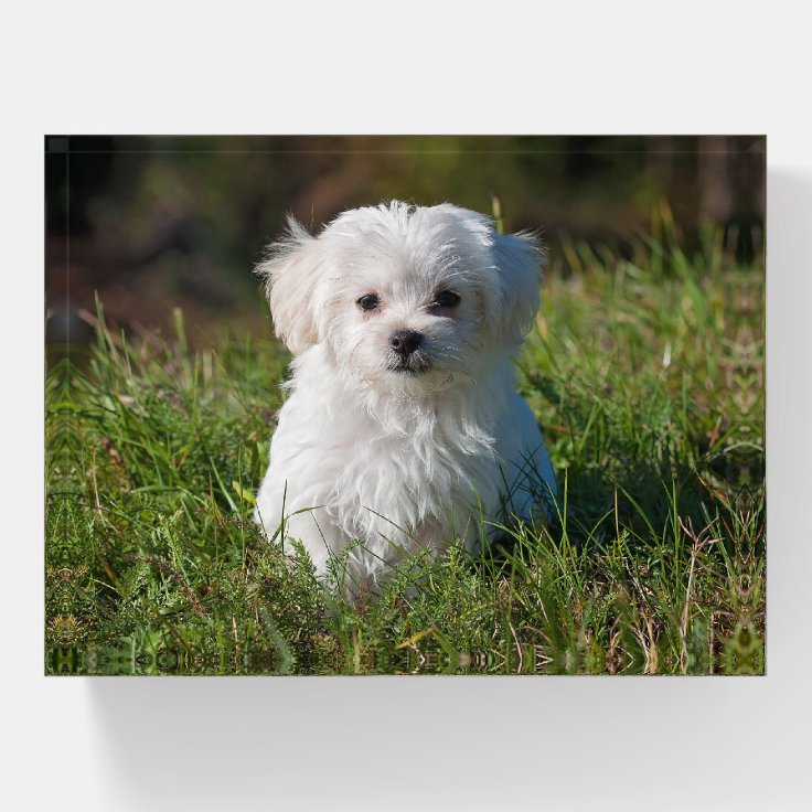 かわいいふわふわした白いマルチーズの子犬 ペーパーウェイト | Zazzle.co.jp