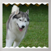 シベリアンハスキー 犬ポスター&プリントデザイン・印刷 │ Zazzle.co.jp