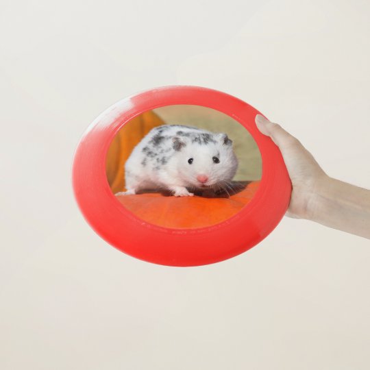 かわいいシリアのハムスターの白い黒によって斑点を付けられるおもしろいなペット Wham Oフリスビー Zazzle Co Jp かわいいシリアのハムスターの白い黒によって斑点を付けられるおもしろいなペット Wham Oフリスビー Zazzle Co Jp