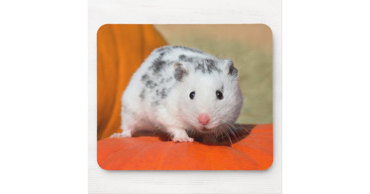 かわいいシリアハムスターの白い斑点のあおもしろいるペット マウスパッド Zazzle Co Jp