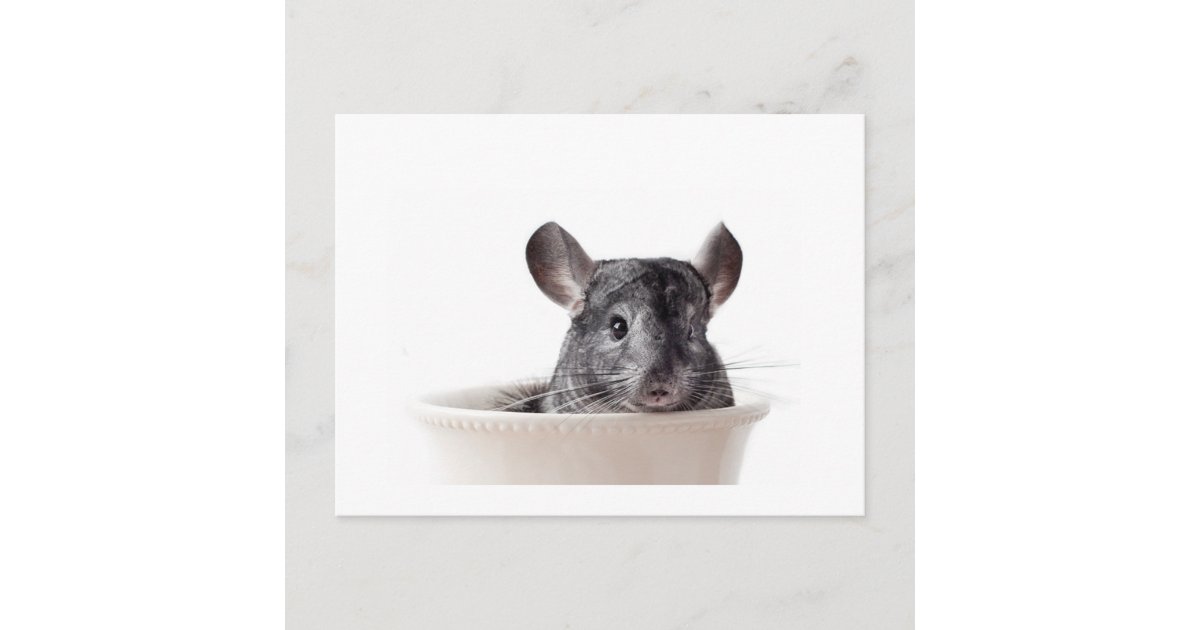 かわいいティーカップのチンチラの灰色 ポストカード Zazzle Co Jp かわいいティーカップのチンチラの灰色 ポストカード Zazzle Co Jp