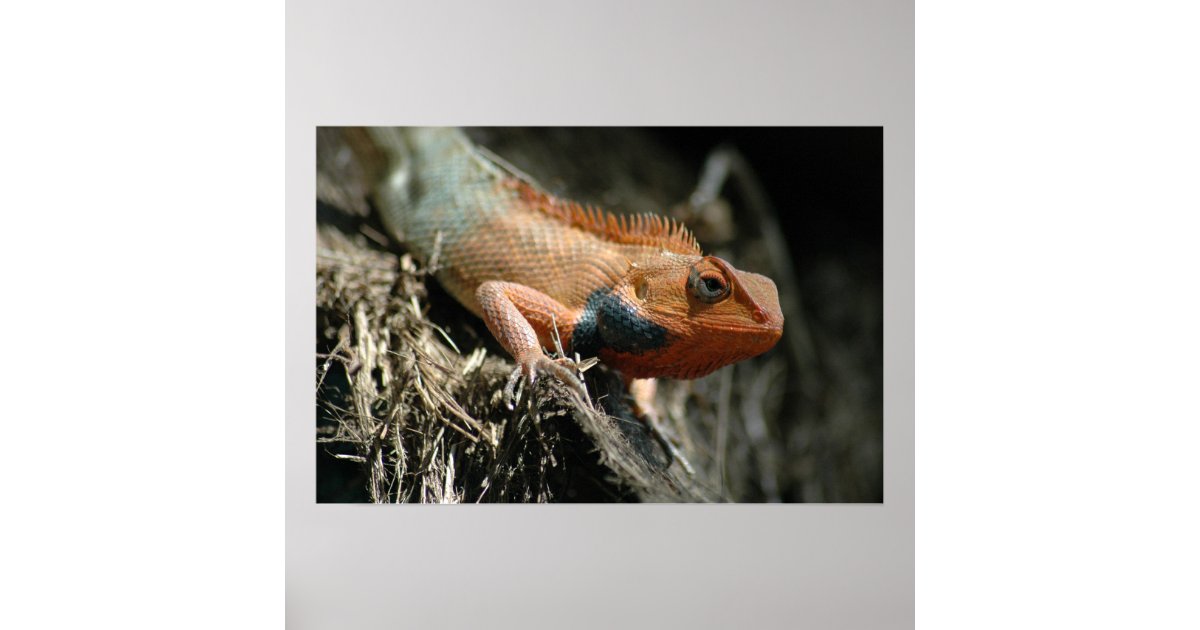 かわいいトカゲ ポスター Zazzle Co Jp かわいいトカゲ ポスター Zazzle Co Jp