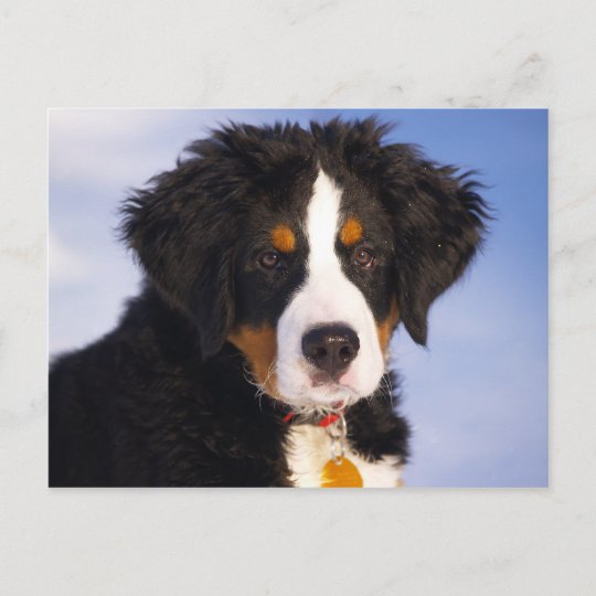 かわいいバーニーズ マウンテン ドッグの子犬の写真 ポストカード Zazzle Co Jp