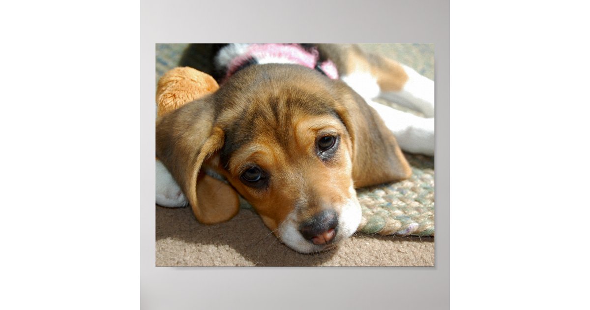 かわいいビーグル犬の子犬ポスター ポスター Zazzle Co Jp