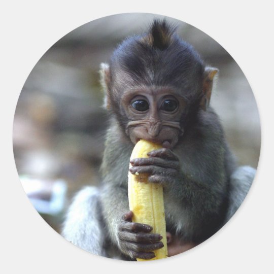 かわいいベビーのマカク属猿の食べ物のバナナ ラウンドシール Zazzle Co Jp